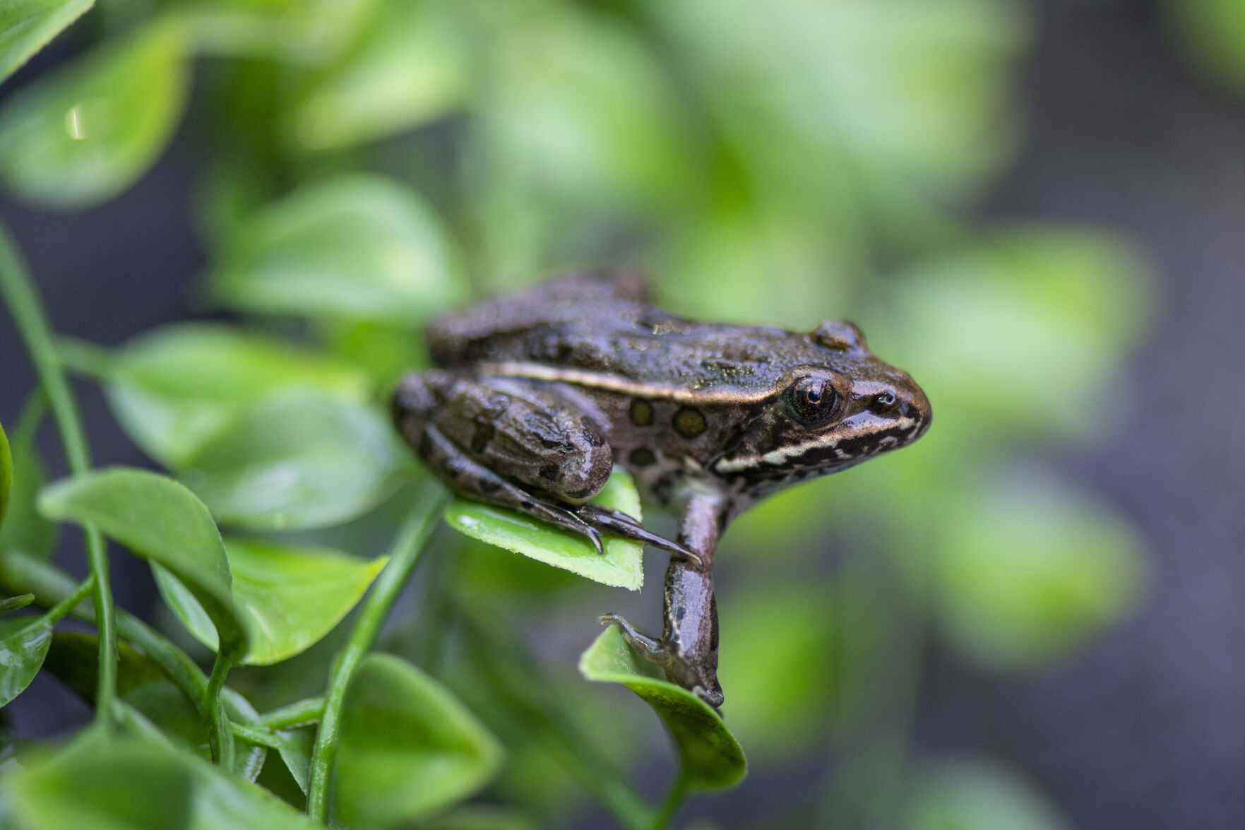Northern Leopard Frogs 80.jpg